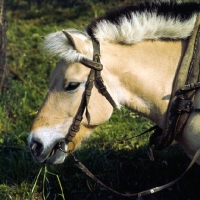 Picture of Fjord Pony in harness eating grass