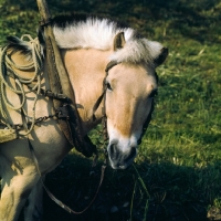 Picture of Fjord Pony in harness looking at camera, in Norway