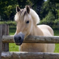 Picture of Fjord Pony looking over fence head study