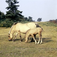 Picture of fjord pony mare and foal grazing in the new forest
