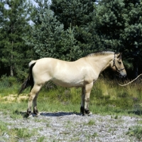 Picture of fjord pony mare in uk