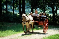 Picture of fjord pony pulling a carriage in the new forest with children