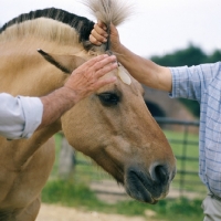 Picture of Fjord Pony showing fly repellant disc