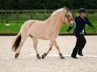 Picture of Fjord pony trotting up in-hand