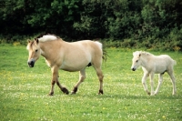 Picture of fjord pony walking with her foal