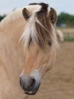 Picture of Fjord portrait