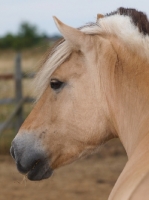 Picture of Fjord profile