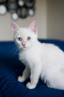 Picture of flame point siamese kitten sitting