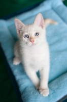 Picture of flame point siamese kitten sitting on blue mat