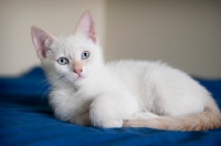 Picture of flame point siamese kitten sitting with paws tucked