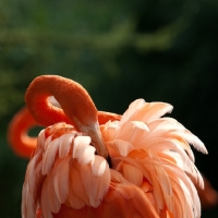 Picture of flamingo grooming