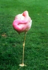 Picture of flamingo sleeping on one leg