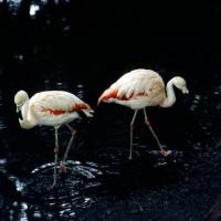 Picture of flamingoes walking in water