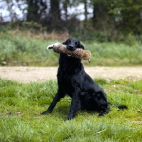 Picture of flat coat retriever carrying dummy