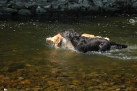 Picture of flat coated retriever and hovawart playing in water