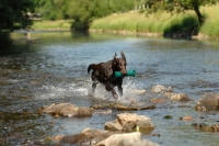 Picture of flat coated retriever dummy work