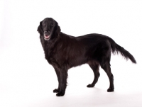 Picture of Flat coated retriever in studio