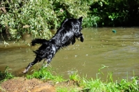 Picture of Flat Coated Retriever jumping into water