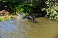 Picture of Flat Coated Retriever jumping into water