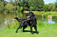 Picture of Flat Coated Retriever near water