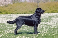 Picture of Flat coated retriever, posed