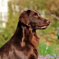 Picture of Flat Coated Retriever profile