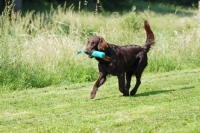 Picture of Flat coated retriever retrieving
