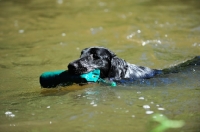 Picture of Flat Coated Retriever retrieving