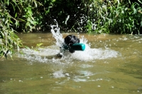 Picture of Flat Coated Retriever retrieving dummy from water