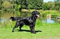 Picture of Flat Coated Retriever, side view