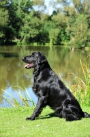 Picture of Flat Coated Retriever sitting down