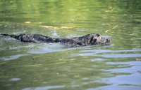 Picture of Flat Coated Retriever swimming