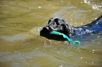 Picture of Flat Coated Retriever with dummy in water
