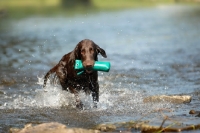 Picture of flat coated retriever with dummy in water