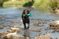 Picture of flat coated retriever with dummy