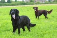 Picture of Flat Coated Retrievers in field