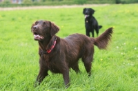 Picture of Flat Coated Retrievers in field