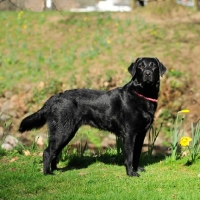 Picture of flat coated retriever