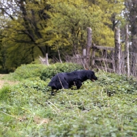 Picture of flatcoat retriever searching among plants