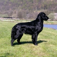Picture of flatcoat retriever standing by a river