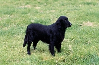 Picture of flatcoat retriever standing on grass