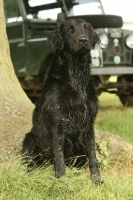 Picture of Flatcoated Retriever, near jeep