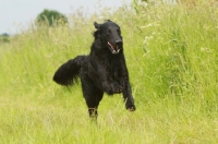 Picture of Flatcoated Retriever running