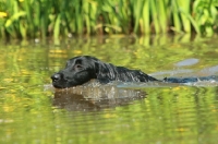 Picture of Flatcoated Retriever, swimming