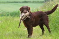 Picture of Flatcoated Retriever with bird