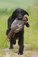 Picture of Flatcoated Retriever with pheasant
