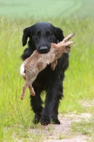 Picture of Flatcoated Retriever with rabbit