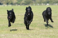 Picture of Flatcoated Retrievers running