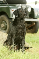 Picture of Flatcoated Retriever