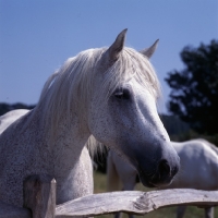 Picture of Flea bitten grey connemara pony